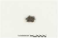 藏品(細長葉蘚)的圖片